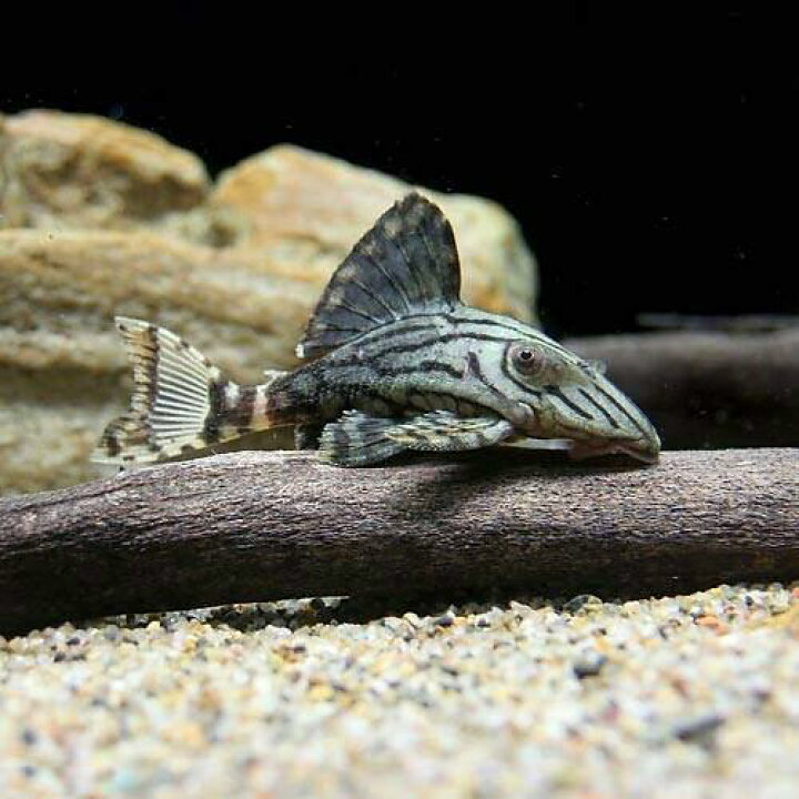 楽天市場 熱帯魚 グリーン ロイヤルプレコ ｓサイズ ワイルド １匹 北海道 九州 沖縄航空便要保温 Charm 楽天市場店