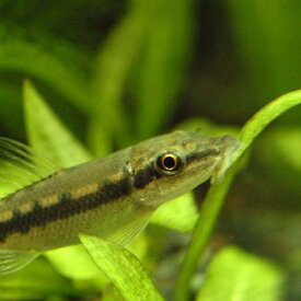 楽天市場 アルジー 観賞魚 熱帯魚 アクアリウム ペット ペットグッズの通販