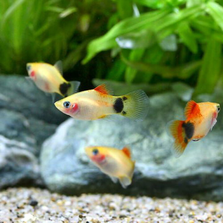 楽天市場 熱帯魚 イエローミッキーマウスプラティ ４匹 北海道航空便要保温 Charm 楽天市場店