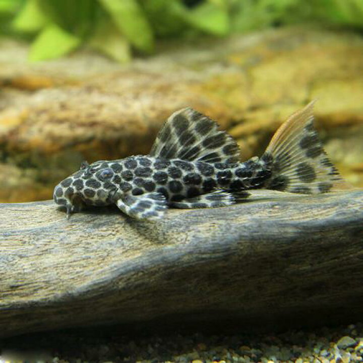 最高級 熱帯魚 オレンジフィンビッグスポット プレコ ワイルド １匹 北海道航空便要保温 沖縄別途送料 Shipsctc Org