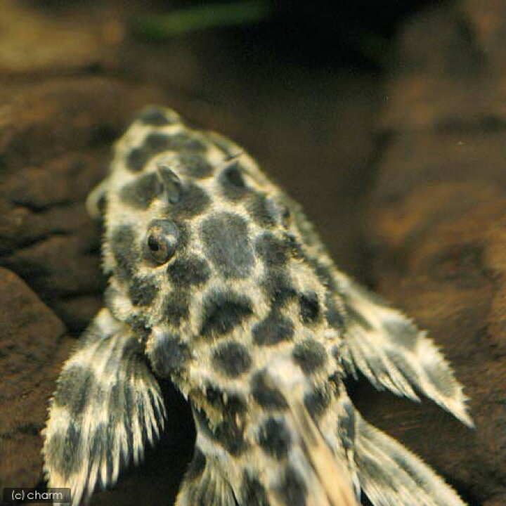 雑誌で紹介された 熱帯魚 オレンジフィンアーマード プレコ １２ １８ｃｍ ワイルド １匹 北海道航空便要保温 沖縄別途送料 Shipsctc Org