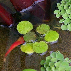 楽天市場 ビオトープ 水草の通販