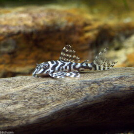 楽天市場 プレコの通販