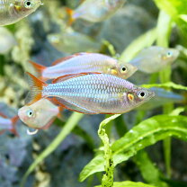 楽天市場】熱帯魚 中型（熱帯魚・アクアリウム｜ペット・ペットグッズ 