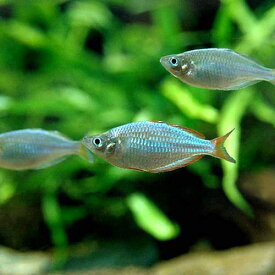 楽天市場 熱帯魚 生体 中型の通販