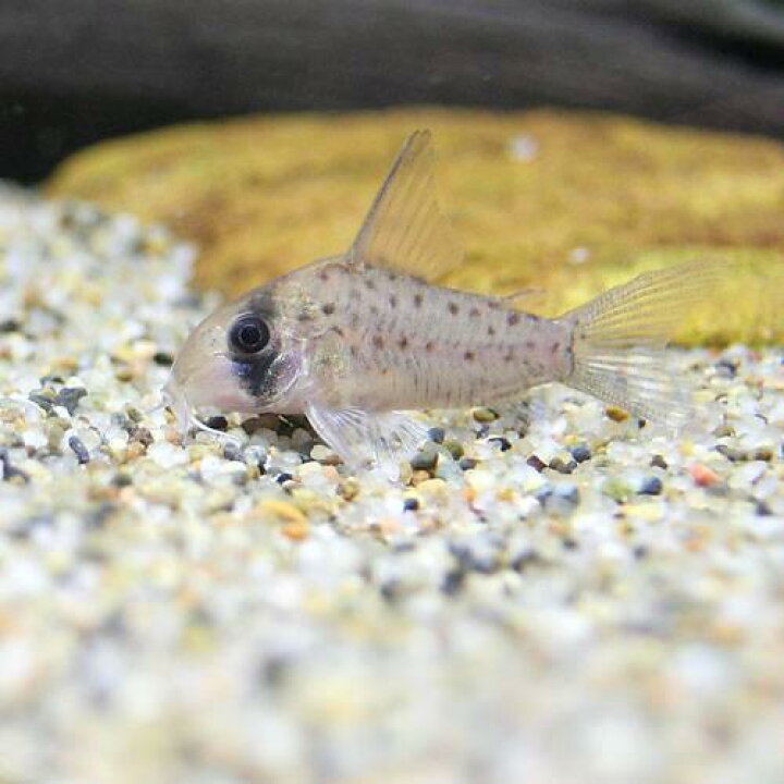 楽天市場 熱帯魚 コリドラス アトロペルソナータス１ ワイルド １匹 北海道 九州 沖縄航空便要保温 Charm 楽天市場店