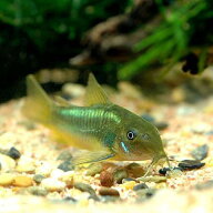 （熱帯魚）コリドラス・イルミネータス　グリーン（ワイルド）（1匹）　沖縄別途送料　北海道・九州航空…