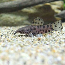 楽天市場 アマゾン川 熱帯魚 種 観賞魚 コリドラス の通販