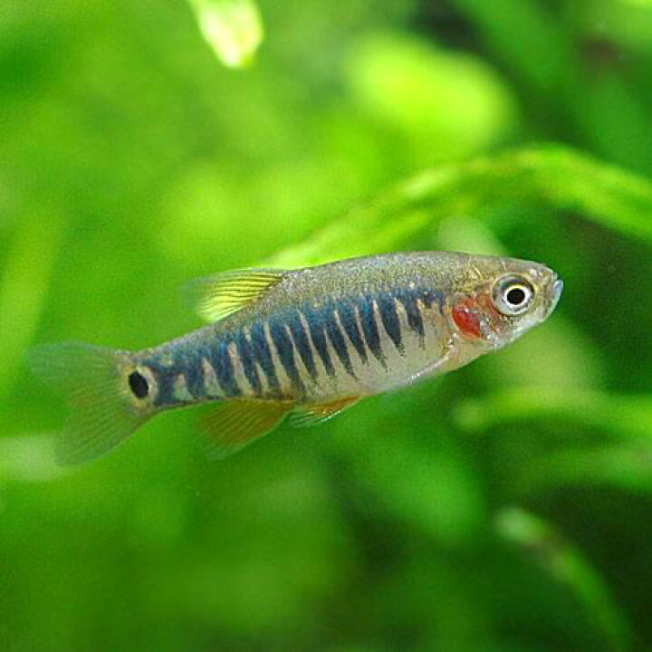 楽天市場 熱帯魚 ミクロラスボラ エリスロミクロン ６匹 北海道 九州 沖縄航空便要保温 Charm 楽天市場店