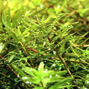 水草 ロタラ 水草の人気商品 通販 価格比較 価格 Com