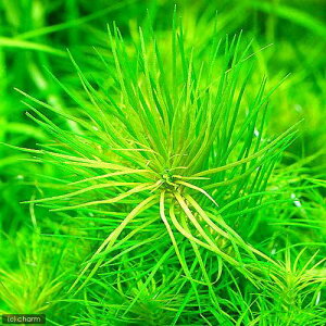 ijA@|SXe@fJlVXitji_ji1j