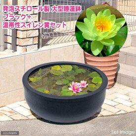 楽天市場 発泡スチロール 鉢の通販