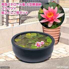 楽天市場 メダカメダカ タニシの通販