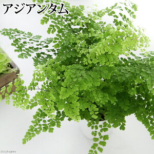 観葉植物 アジアン 4号 観葉植物の人気商品 通販 価格比較 価格 Com 観葉植物 アジアン 4号 観葉植物の人気商品 通販 価格比較 価格 Com
