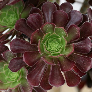 (多肉植物)アエオニウム 黒法師(クロホウシ) 6号(1鉢)