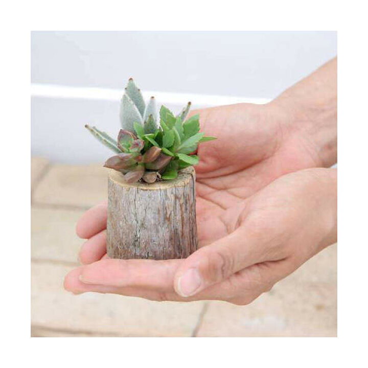 楽天市場 観葉植物 私のオアシス 多肉寄せ植え 流木ポット ｍｉｎｉ ３個セット 北海道冬季発送不可 Charm 楽天市場店