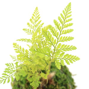 細かな模様が涼しい 和の心 シノブ Let S Green Life