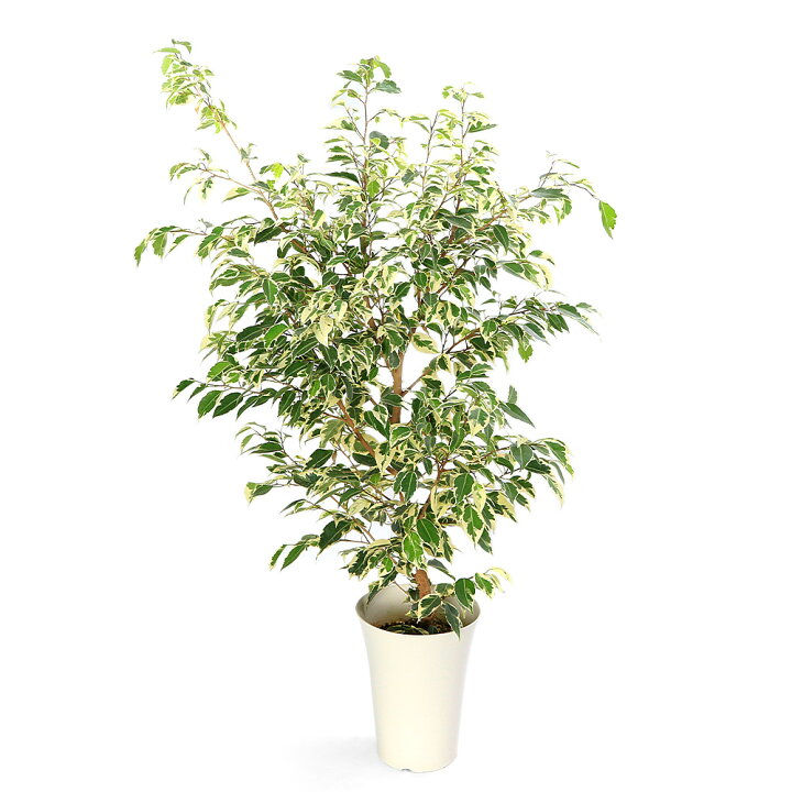 楽天市場】（観葉植物）フィカス ベンジャミン 斑入り（スタンダード 