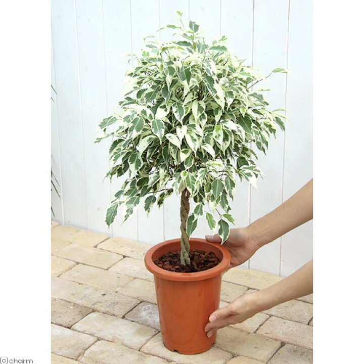 楽天市場】（観葉植物）フィカス ベンジャミン 斑入り（スタンダード 