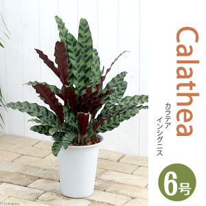 iϗtAj^@CeA@JeA@CVOjX@6i1j