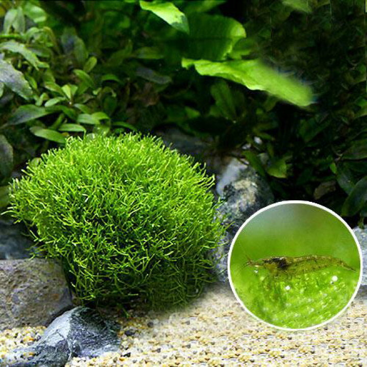 水草 リシア 630円 水中葉 無農薬 １パック分 21正規激安 水中葉