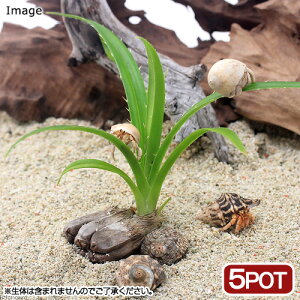 iϗtAjybg[t@A_̕c@3`4i_ji5|bgj@IJhJ