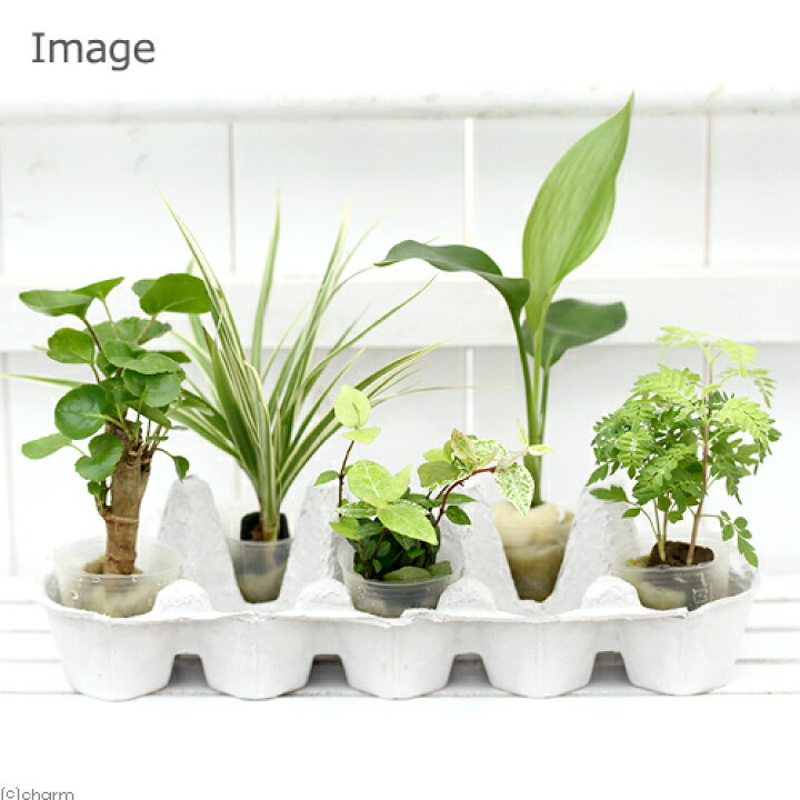 楽天市場】(観葉植物)ミニ観葉 オアシス苗 コーヒーノキ(1苗) : charm 楽天市場店 楽天市場】(観葉植物)ミニ観葉 オアシス苗 コーヒーノキ(1苗) : charm 楽天市場店