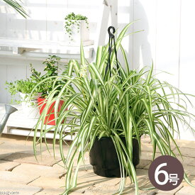 （観葉植物）オリヅルラン　吊り鉢タイプ　5～6号（1鉢）【HLS_DU】