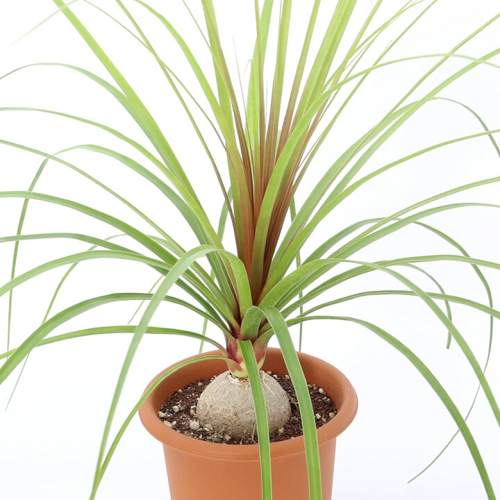 楽天市場】（観葉植物）トックリラン ノリナ 6号（1鉢） : charm 