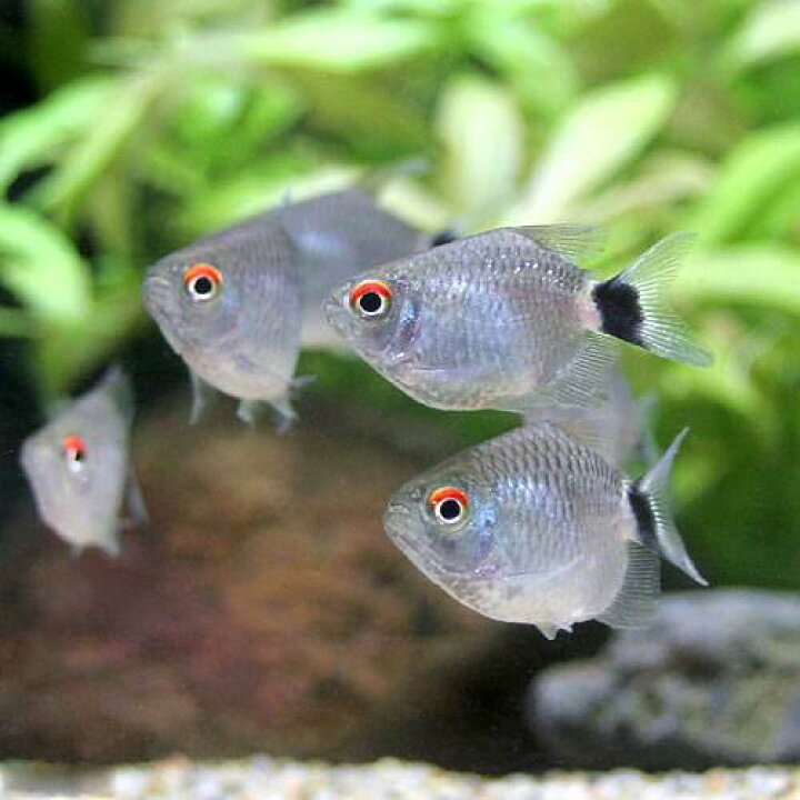 楽天市場 熱帯魚 バルーン モンクホーシャ ４匹 北海道 九州 沖縄航空便要保温 Charm 楽天市場店