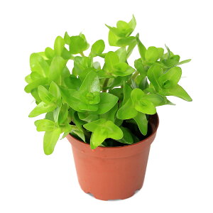 ijA@EH[^[oRpitji_ji1|bgj