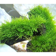 （水草）★育成済★　ウィローモス　備長炭　DX（水中葉）（無農薬）（1個）　航空便不可