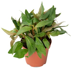 ijA@Aeie@J[fBiXitji_ji1j