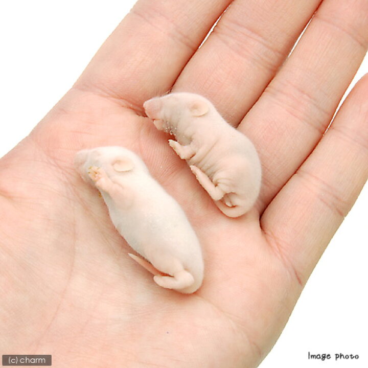 楽天市場 冷凍 ｌ １０匹 カタ養殖 ｍｉｃｅ４ 冷凍ピンクマウス パック 冷凍マウス 別途クール手数料 常温商品同梱不可 Charm 楽天市場店