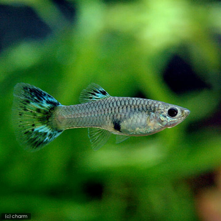 楽天市場 熱帯魚 プラチナモザイク グッピー 国産グッピー １ペア 北海道 九州 沖縄航空便要保温 Charm 楽天市場店