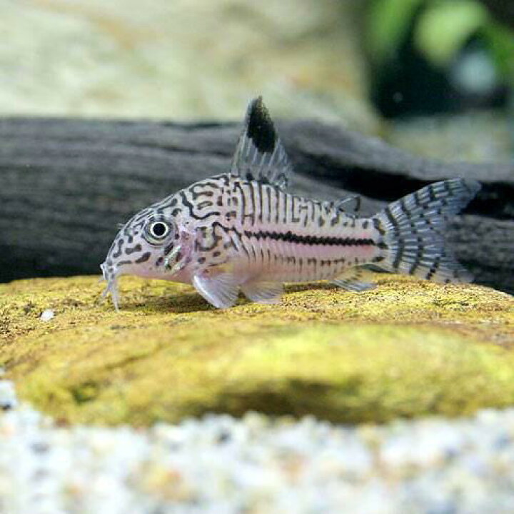 楽天市場 熱帯魚 コリドラス トリリネアータス ワイルド １匹 北海道 九州航空便要保温 Charm 楽天市場店