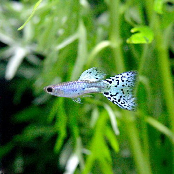 楽天市場 熱帯魚 ラズリーブルーグラスグッピー 国産グッピー １ペア 北海道航空便要保温 Charm 楽天市場店