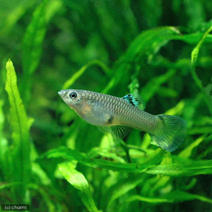 熱販売 熱帯魚 ラズリーブルーグラスグッピー 国産グッピー １ペア 北海道航空便要保温 Shipsctc Org