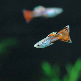 楽天市場 かわいい 種 観賞魚 グッピー 観賞魚 熱帯魚 アクアリウム ペット ペットグッズの通販