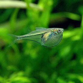 楽天市場 飛び出し防止 熱帯魚の通販