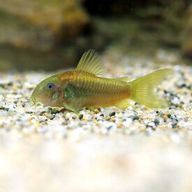 楽天市場 コリドラス イルミネータスの通販