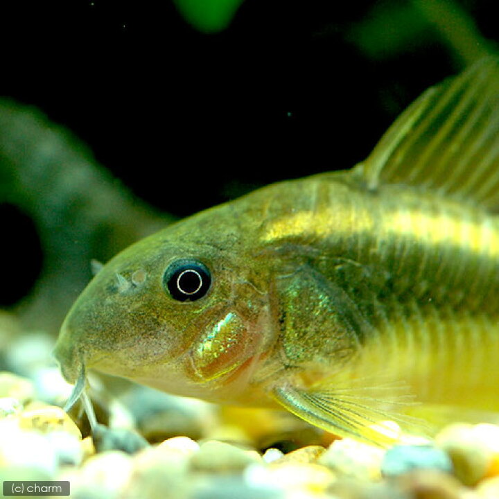 楽天市場 熱帯魚 コリドラス イルミネータス ゴールド ワイルド １匹 北海道 九州航空便要保温 Charm 楽天市場店