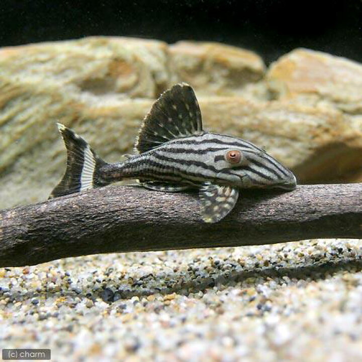 楽天市場 熱帯魚 ロイヤルプレコ ｓサイズ ワイルド １匹 北海道 九州 沖縄航空便要保温 Charm 楽天市場店