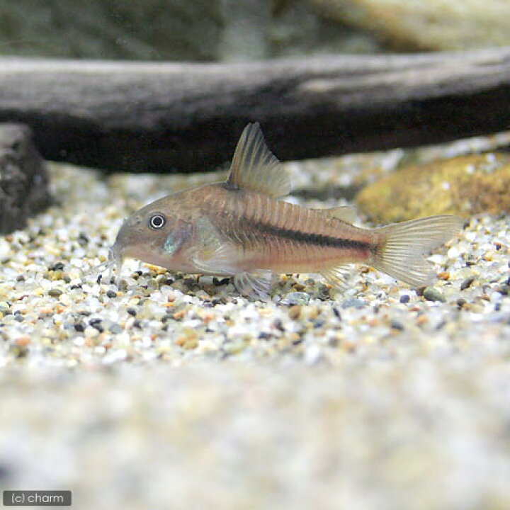 まとめ買い 熱帯魚 コリドラス エリザエ ワイルド 1匹 北海道航空便要保温 Shipsctc Org まとめ買い 熱帯魚 コリドラス エリザエ ワイルド 1匹 北海道航空便要保温 Shipsctc Org