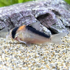 （熱帯魚）コリドラス・デュプリカレウス（ワイルド）（1匹）　北海道・九州航空便要保温