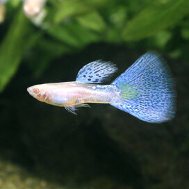 楽天市場】 熱帯魚・エビ他 > 熱帯魚・エビ他 > グッピー > 国産 
