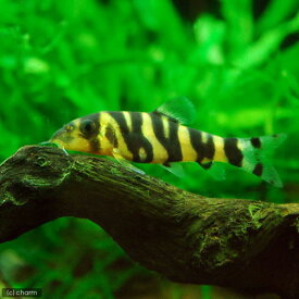 楽天市場 熱帯魚 弱アルカリ性の通販