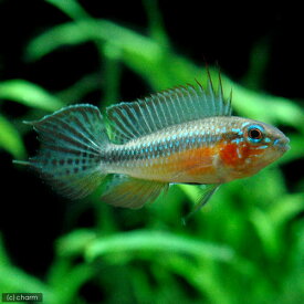 楽天市場 熱帯魚 アピスト グラマの通販