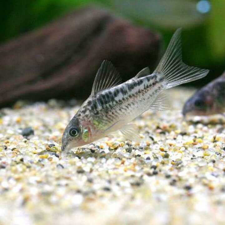 楽天市場 熱帯魚 コリドラス エレガンス ワイルド １匹 北海道 九州航空便要保温 Charm 楽天市場店