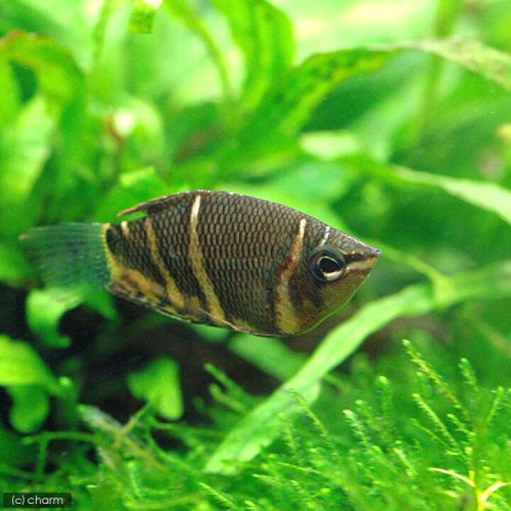 楽天市場 熱帯魚 チョコレート グラミー ２匹 北海道 九州航空便要保温 Charm 楽天市場店